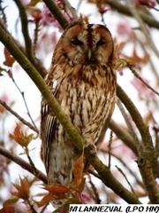 chouette hulotte posée sur une branche