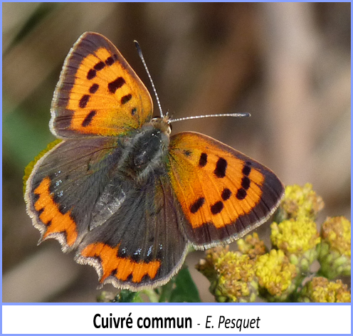 papillon cuivré commun