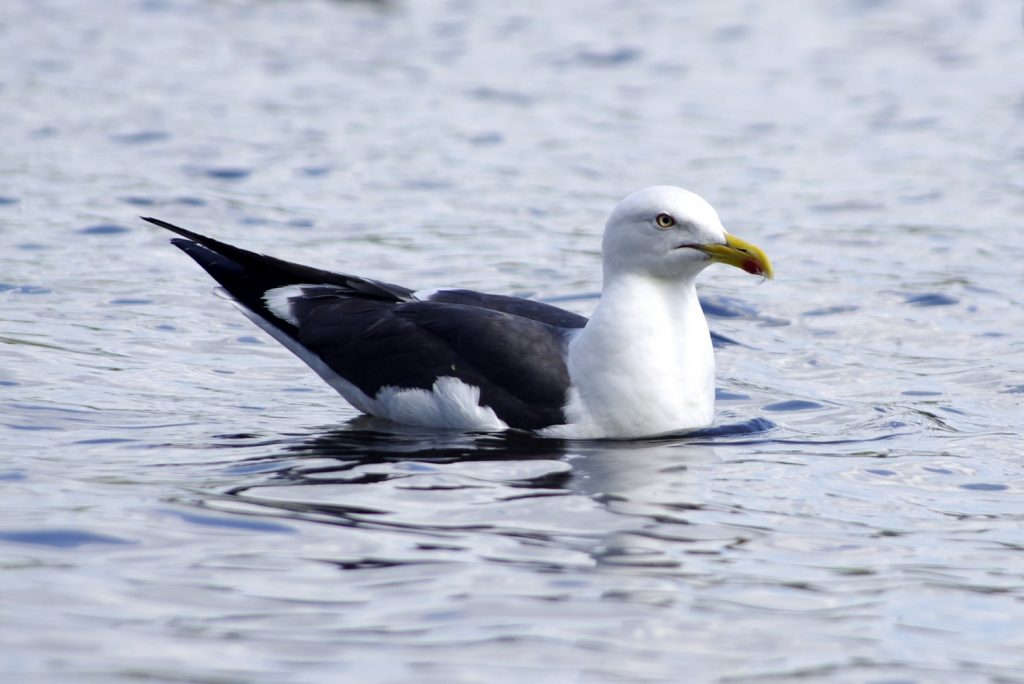 Goéland marin posé sur l'eau