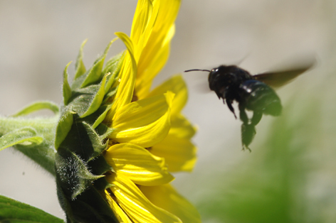 abeille charpentière en vol devant une fleur jaune