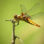 libellule déprimée femelle sur une brindille