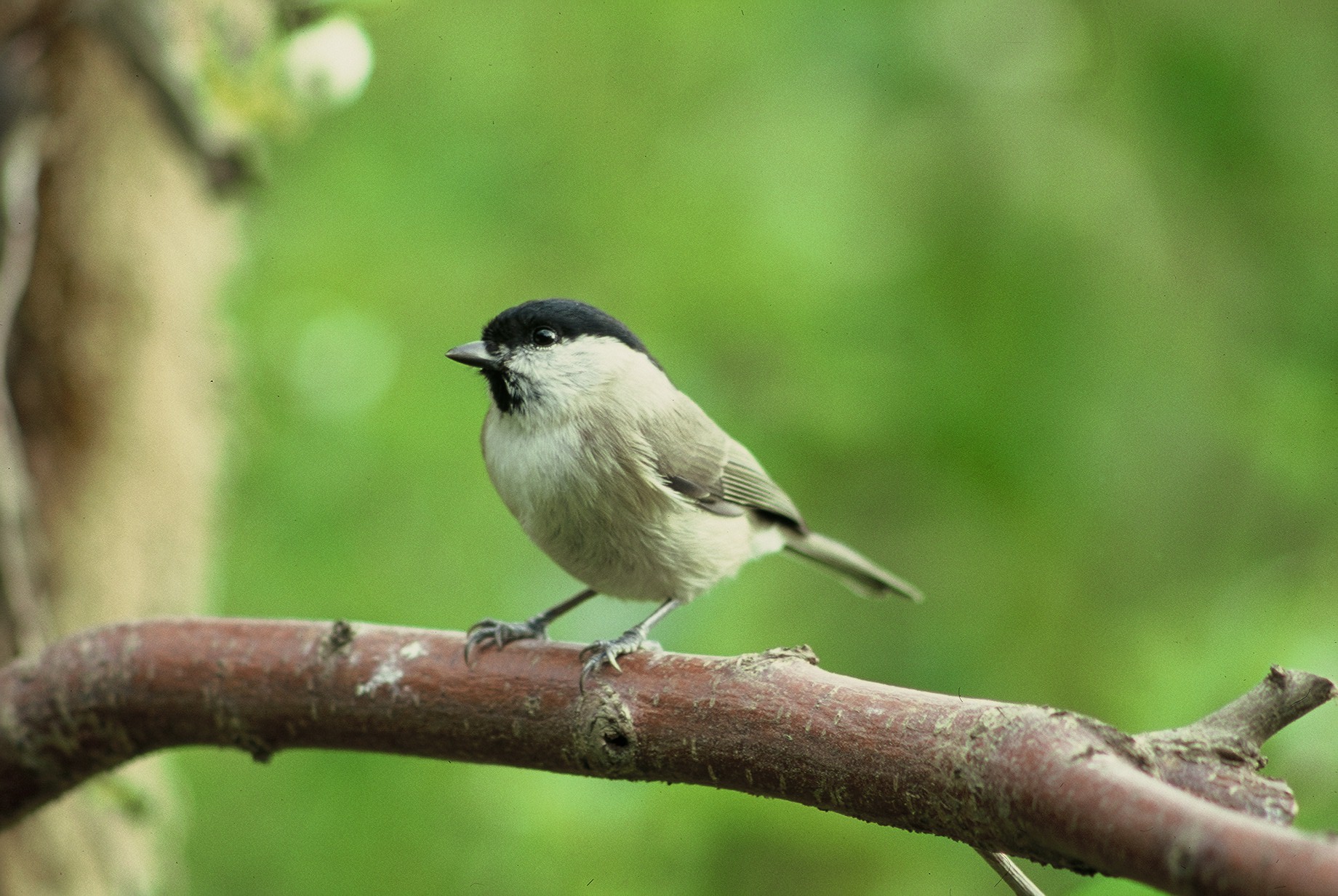 mésange nonnette sur une branche