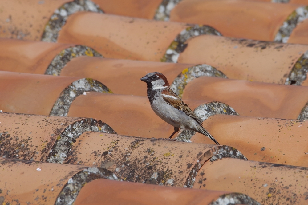 Moineau domestique mâle sur un toit de tuiles