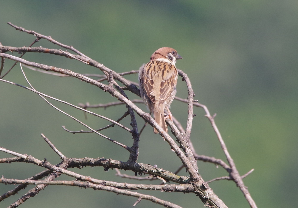 moineau friquet tourné vers la droite