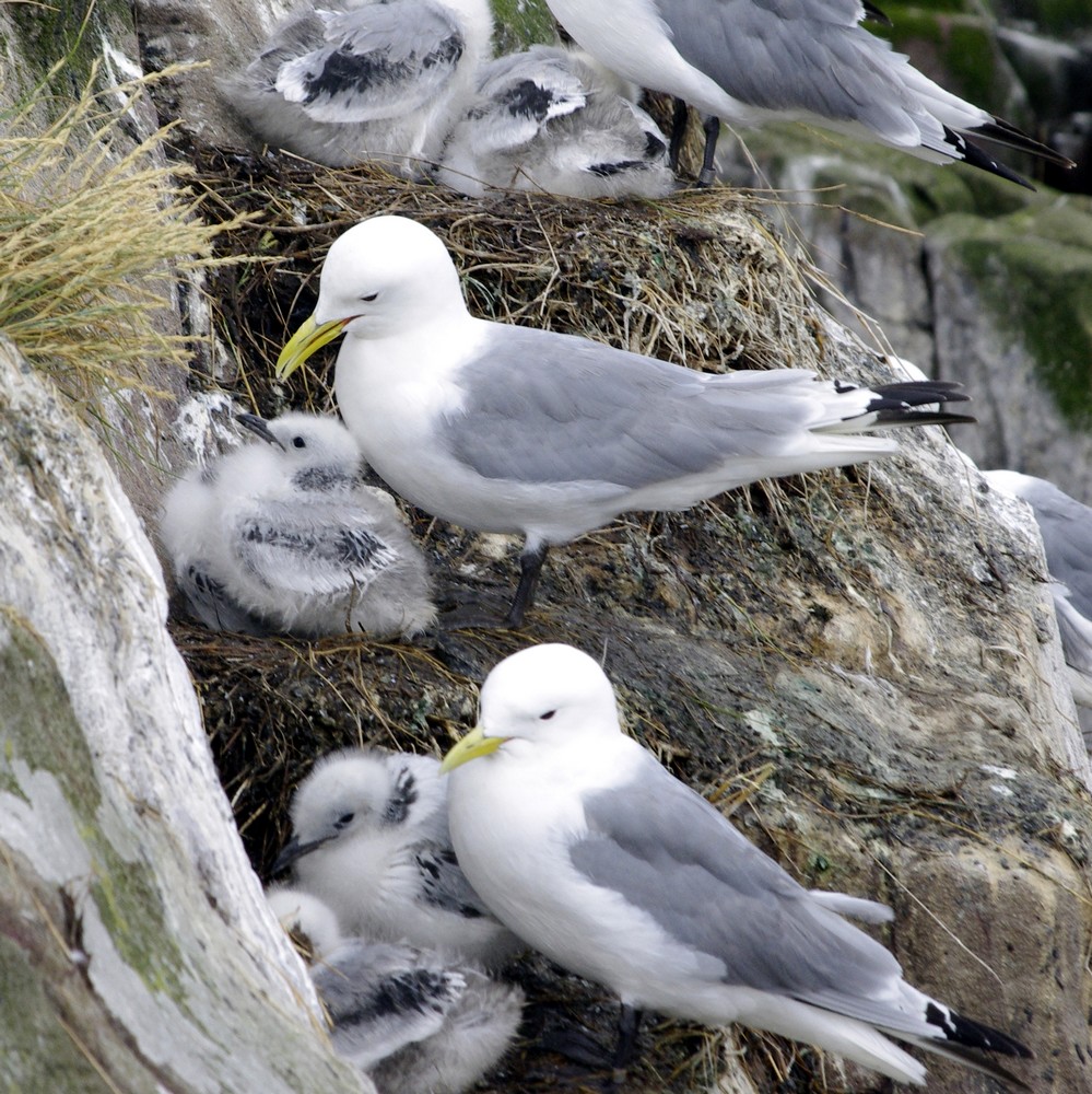 2 nids de mouettes tridactyles avec des jeunes