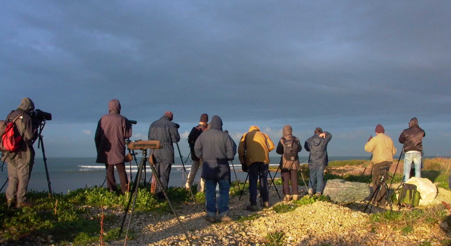 groupe d'ornithologues en observation