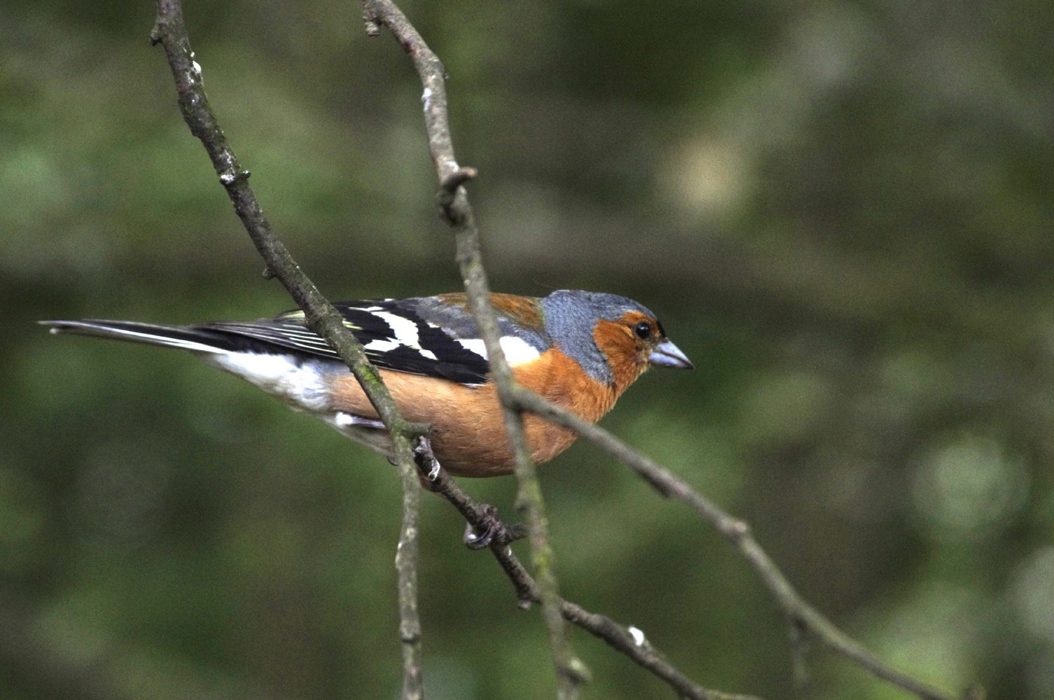 pinson des arbres mâle