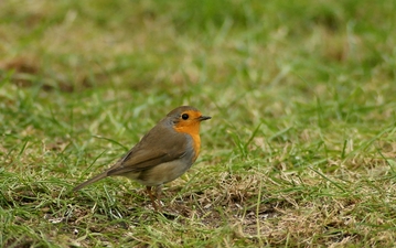 rougegorge familer posé dans l'herbe