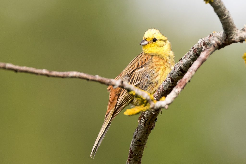 photo de Bruant Jaune par G. Corteel