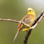 photo de Bruant Jaune par G. Corteel