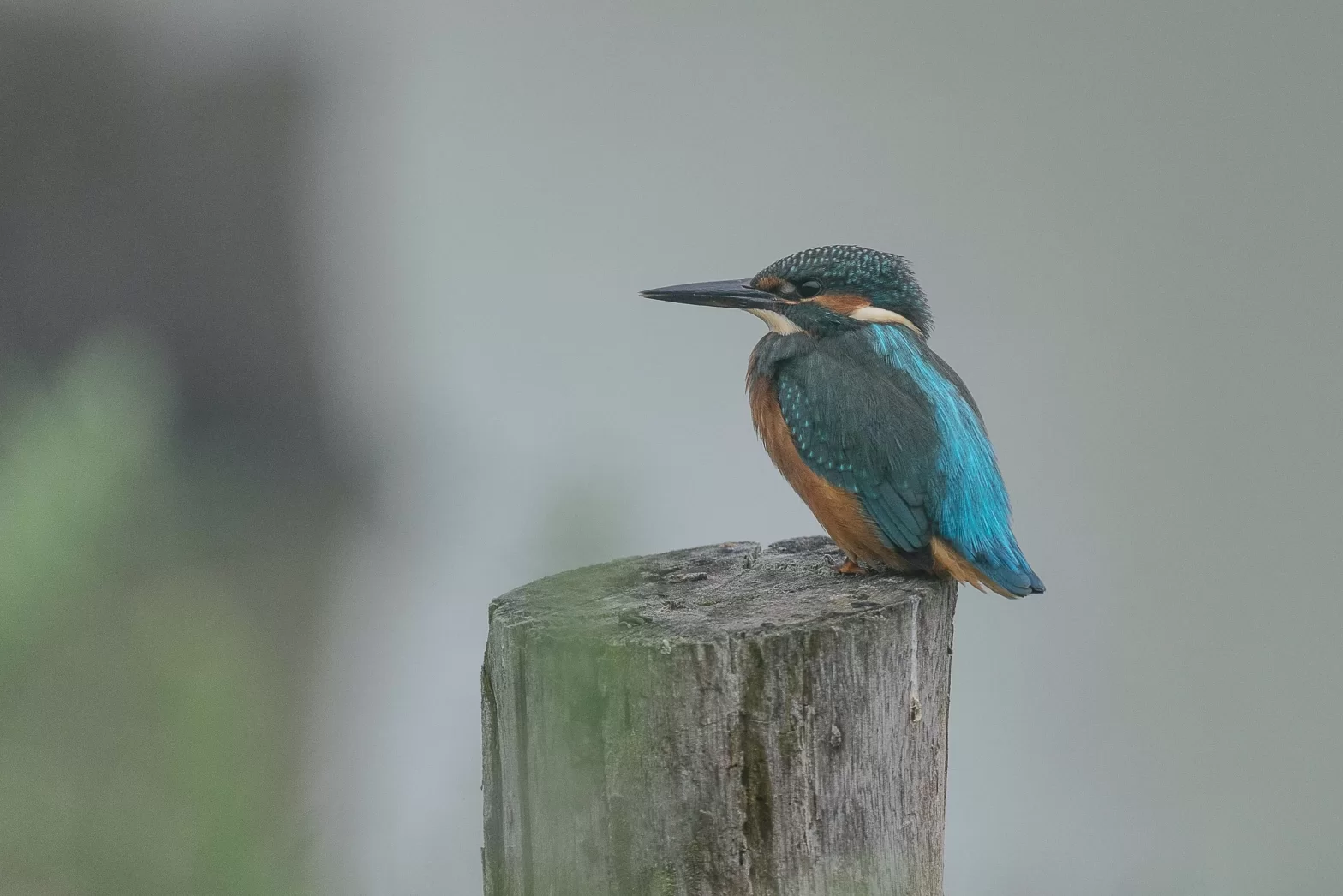 photo de Martin-pêcheur d'Europe