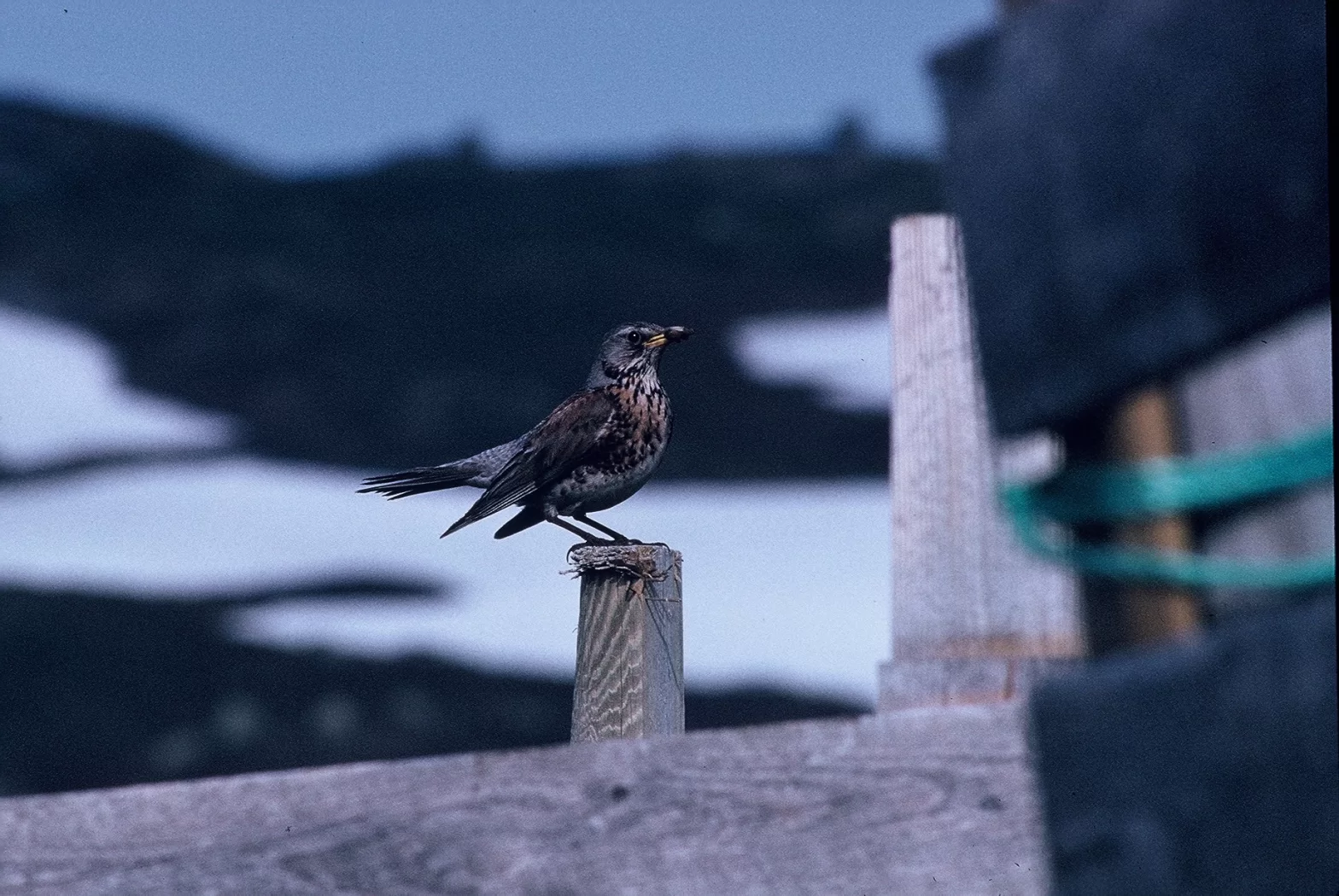 Photo de Grive litorne par Frédéric Malvaud