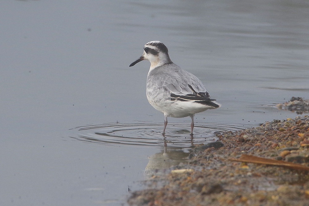 phalarope à bec large les pattes dans l'eau