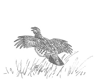 dessin de perdrix grise à l'envol