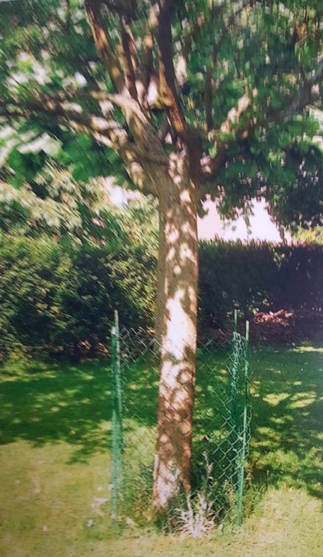 au jardin, un arbre avec le tronc grillagé à partir du sol