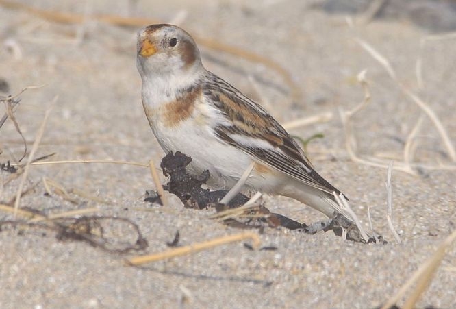 bruant des neiges posé sur du sable