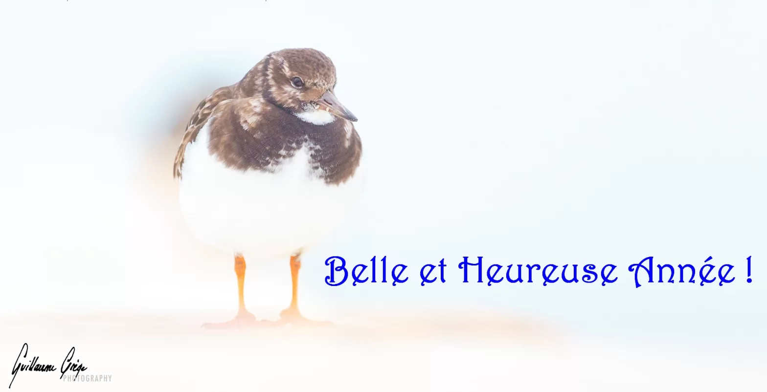 un Tournepierre à collier pour souhaiter une Belle et Heureuse année