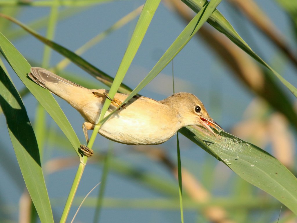 Rousserolle effarvatte