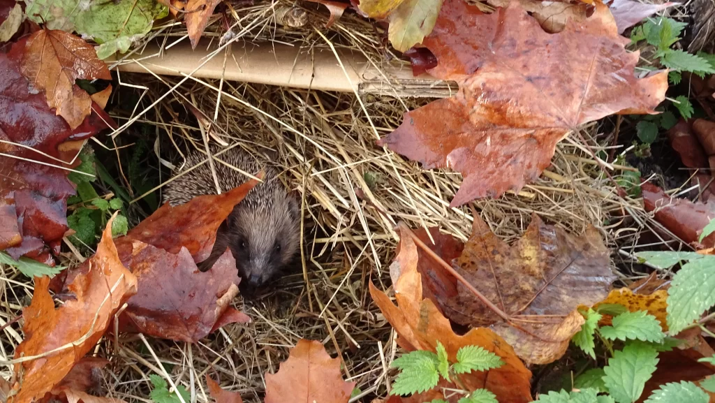 Hérisson fréquentant un tas de compost au jardin