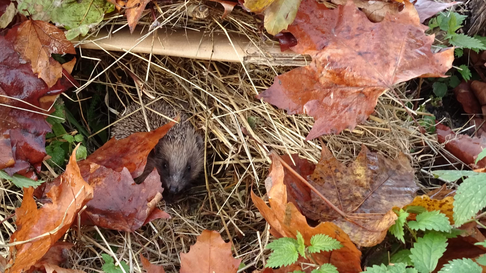 Hérisson fréquentant un tas de compost au jardin
