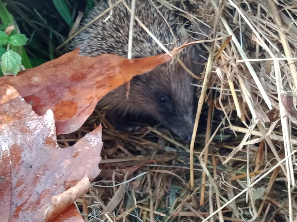 Hérisson au potager