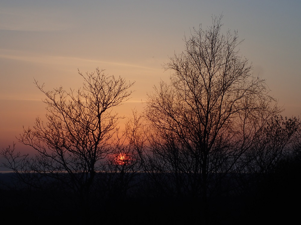 Crépuscule de l'Engoulevent