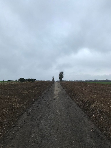 Allée du Neubourg après la coupe
