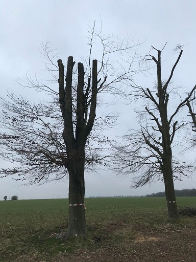 Allée du Neubourg avec les arbres décapités