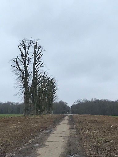 Allée du Neubourg avec les arbres restants