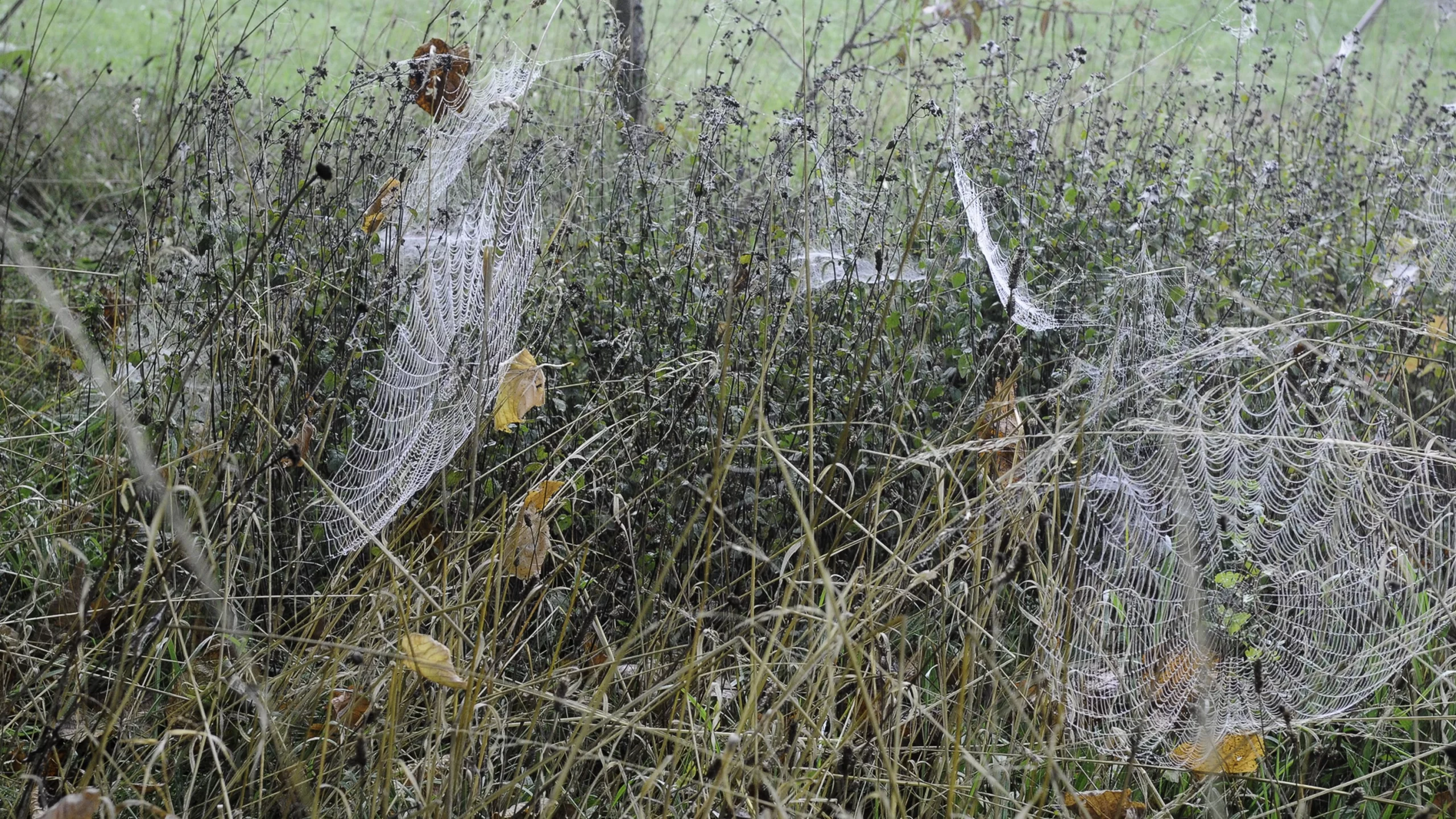 Toiles dearaignées dans les hautes herbes