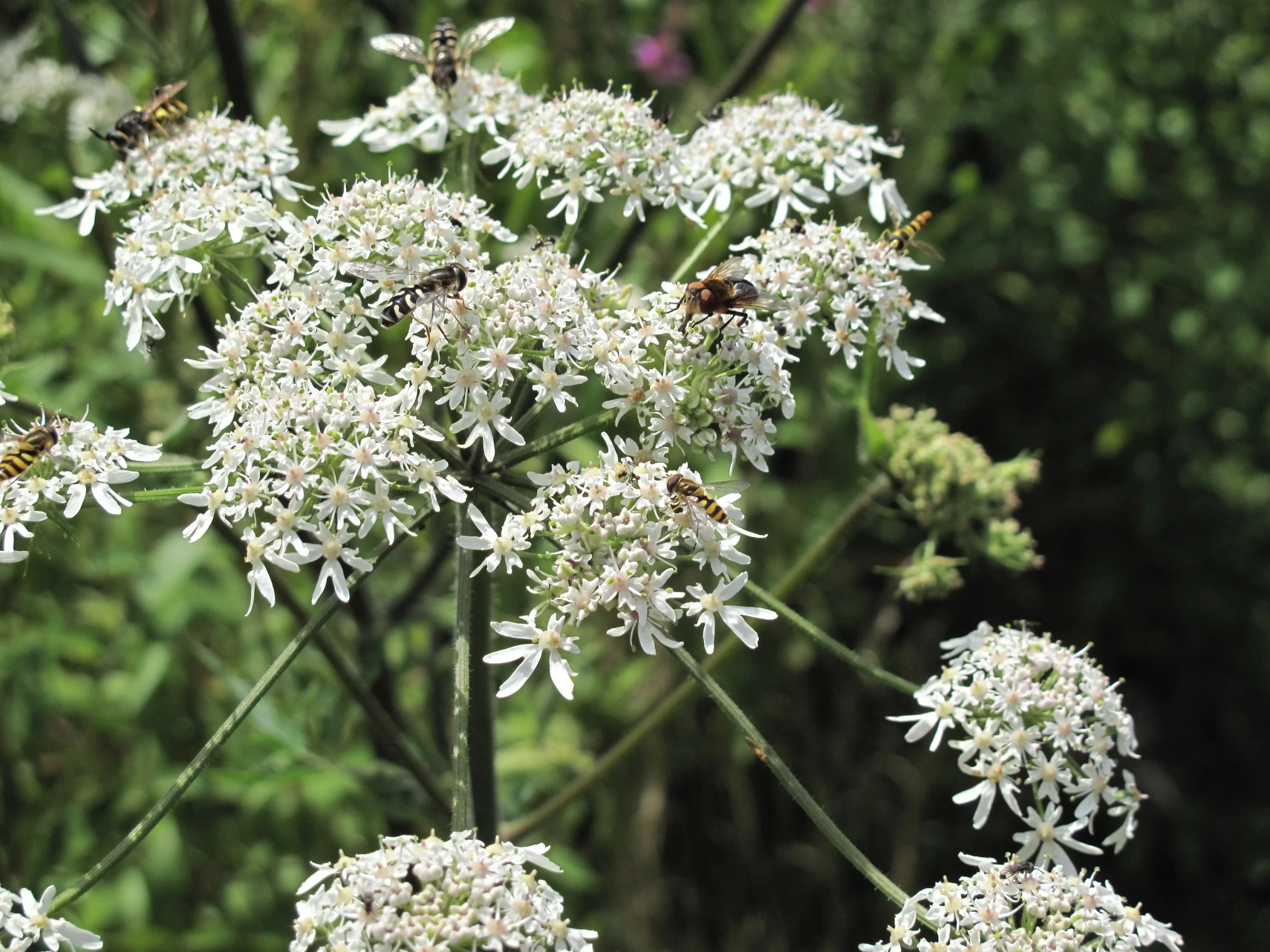 Berce spondyle en fleur butinée par les insectes