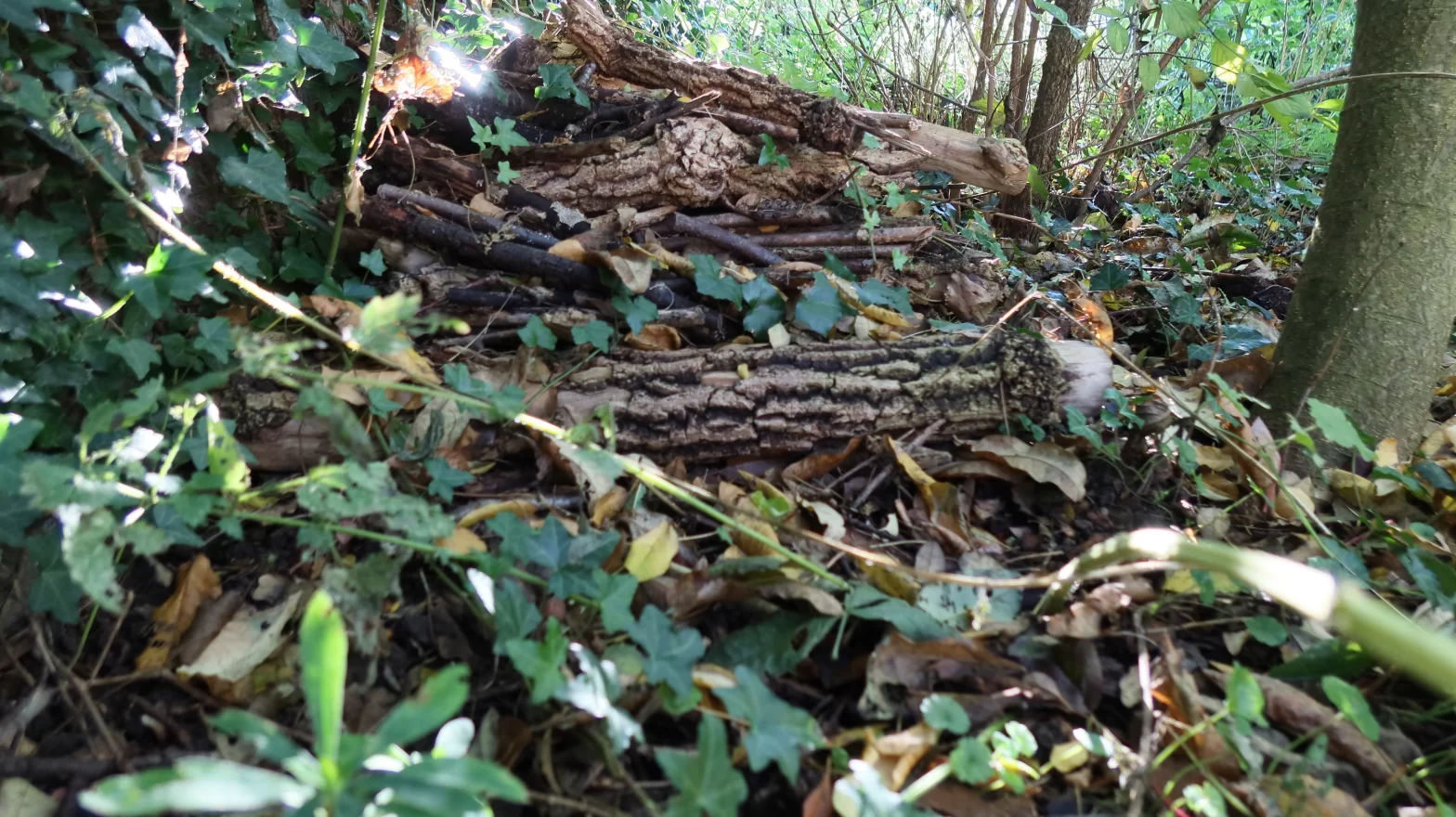 Tas de bois mort pour faire des abris