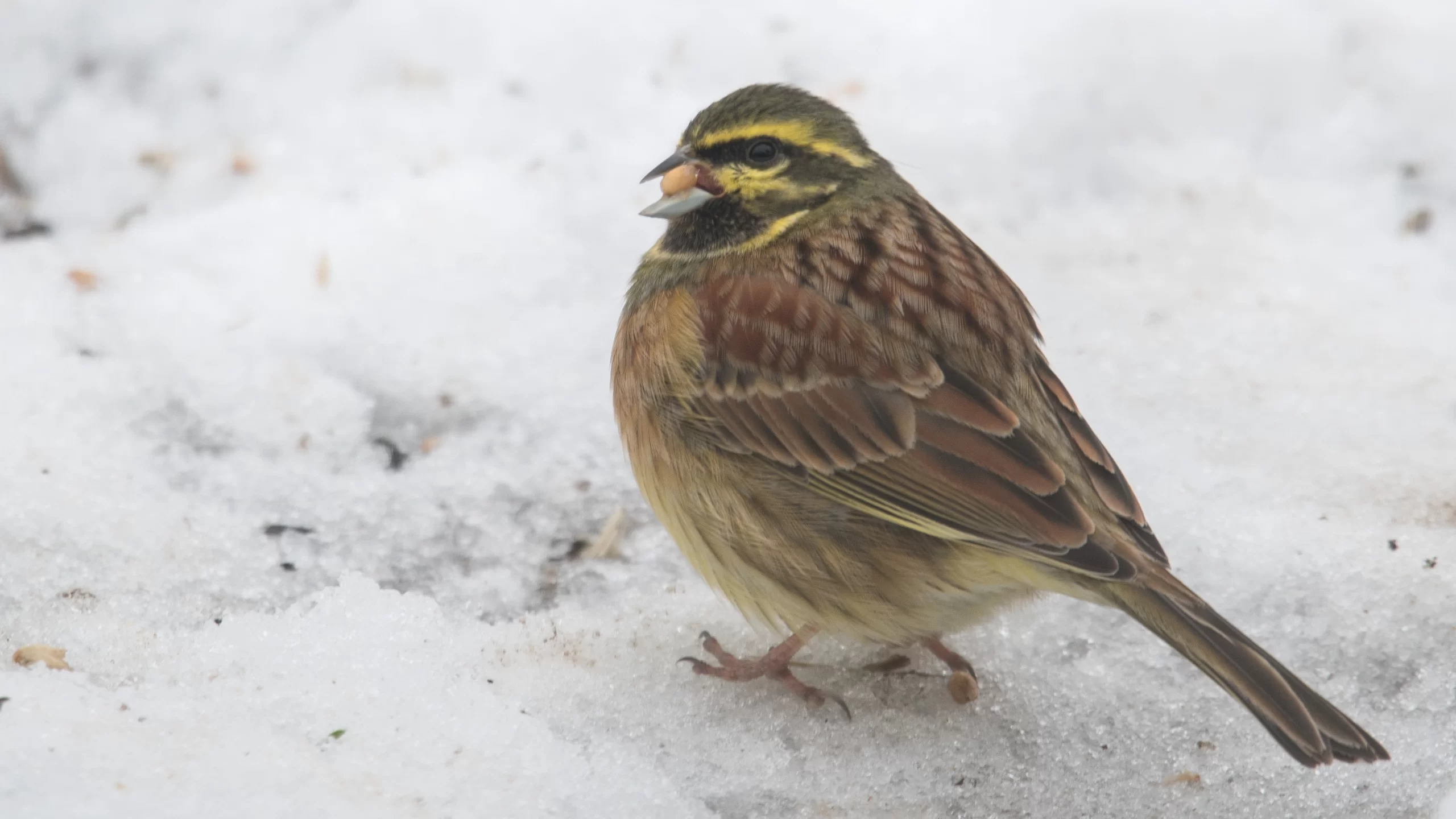 Bruant zizi dans la neige mangeant une graine