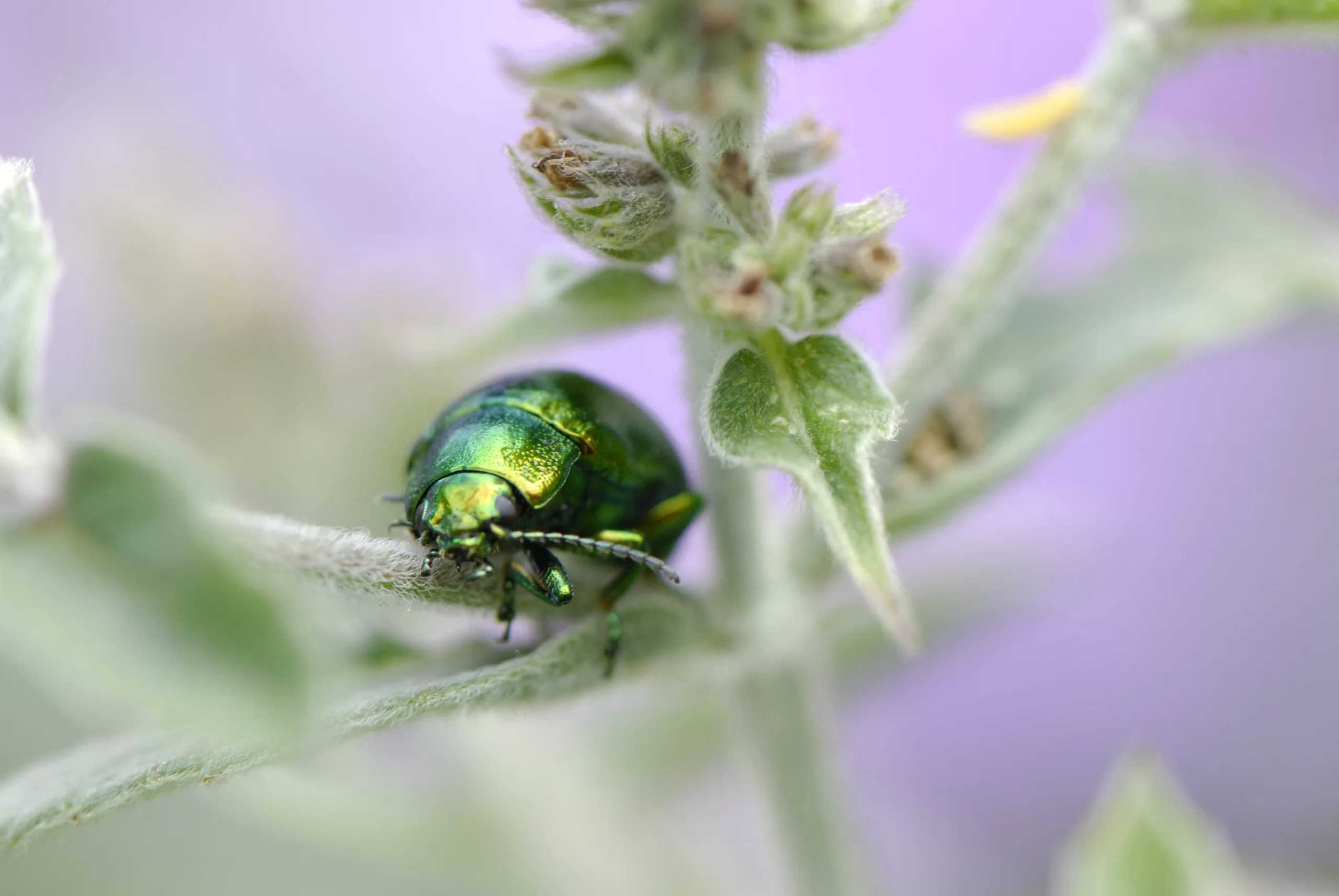 Chrysomèle sur la menthe