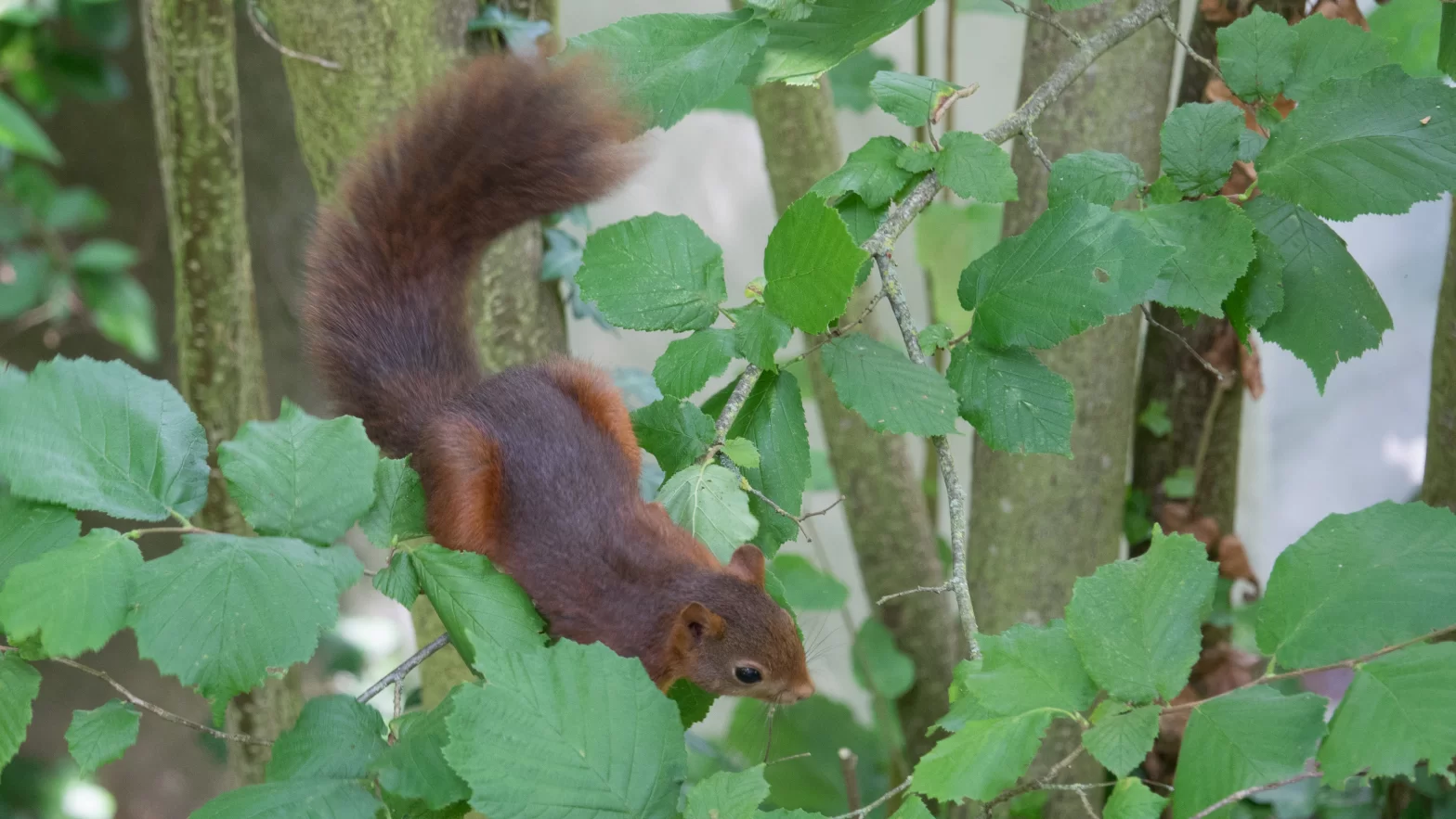Ecureuil dans un jardin