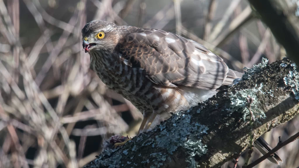 Epervier aux aguêts sur une branche