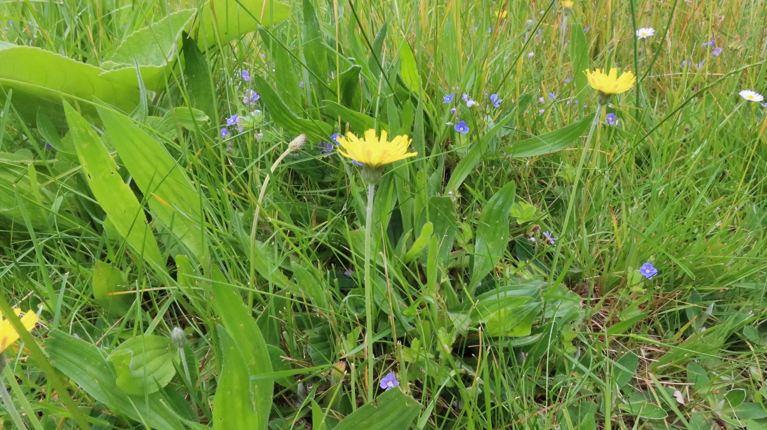 Epervière piloselle
