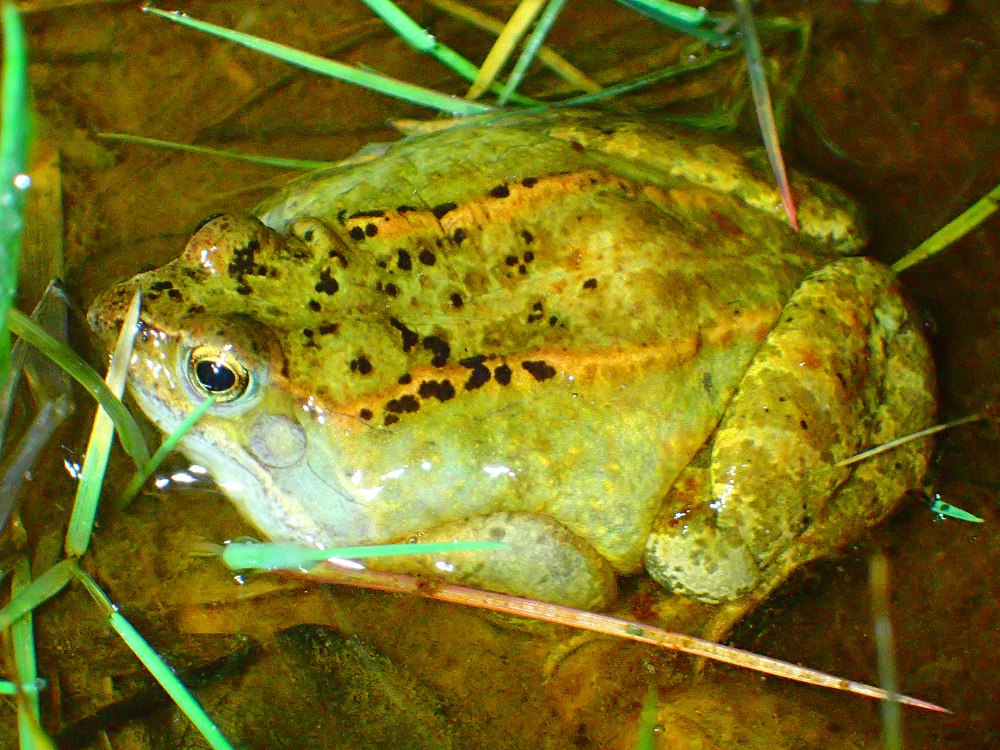 grenouille rousse mâle avec un masque bleu