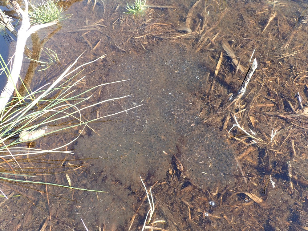 Amas de pontes de grenouilles rousses