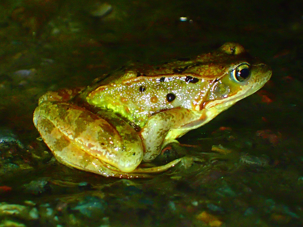 grenouille rousse