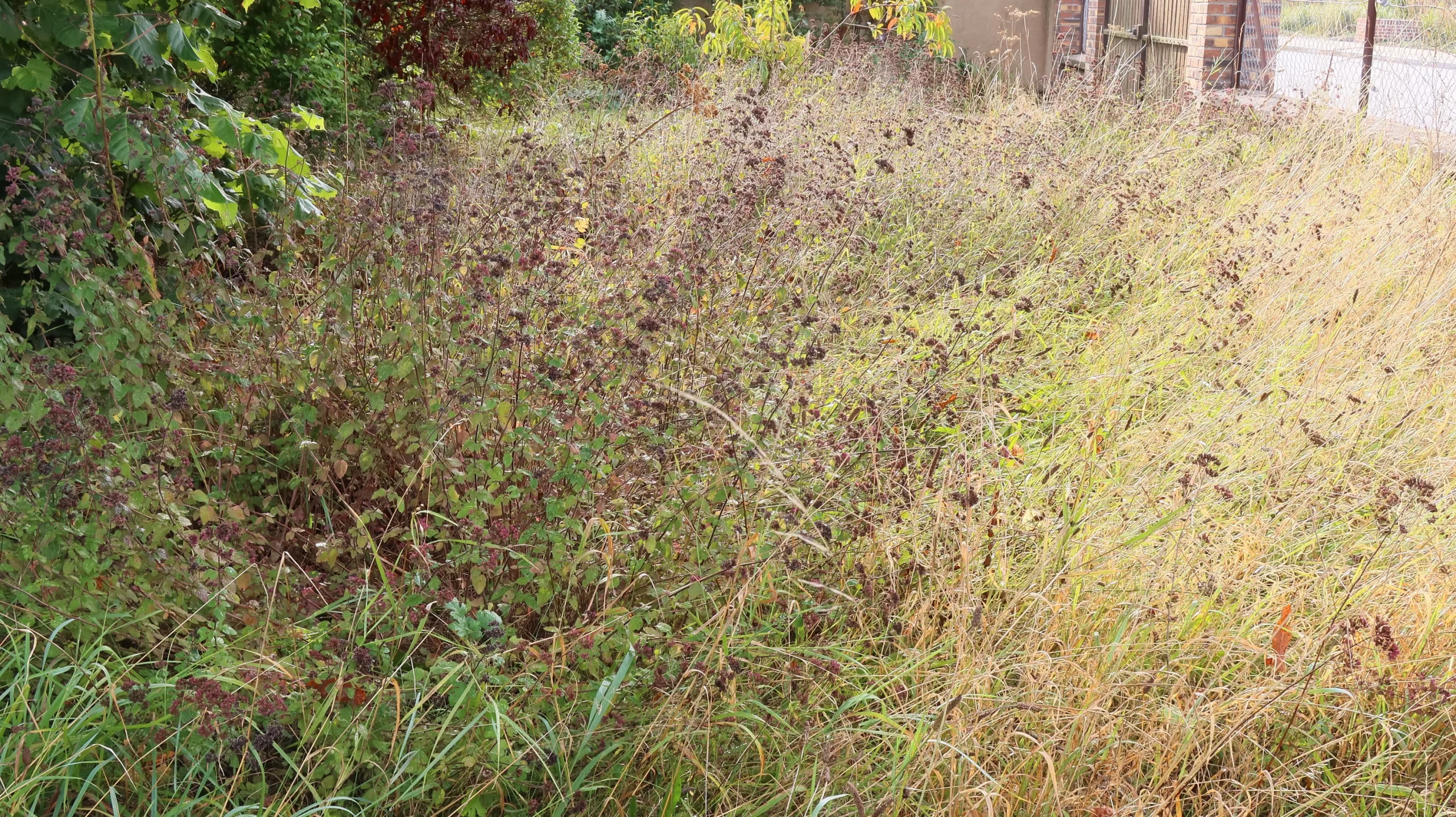 herbes hautes