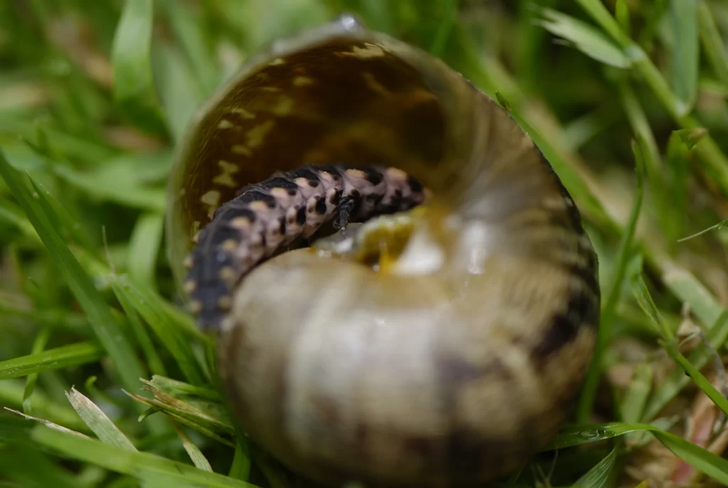 Lampyre prédatant un escargot