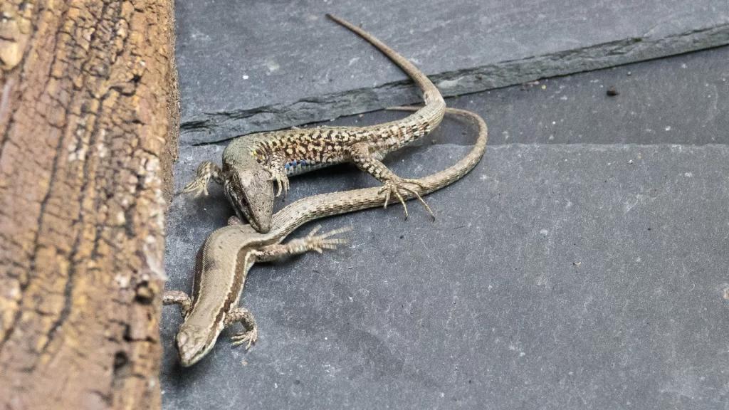 Lézards des murailles-accouplement