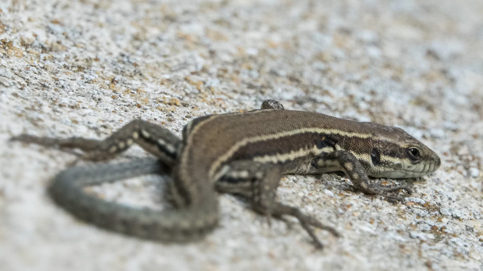 Femelle de lézard des murailles
