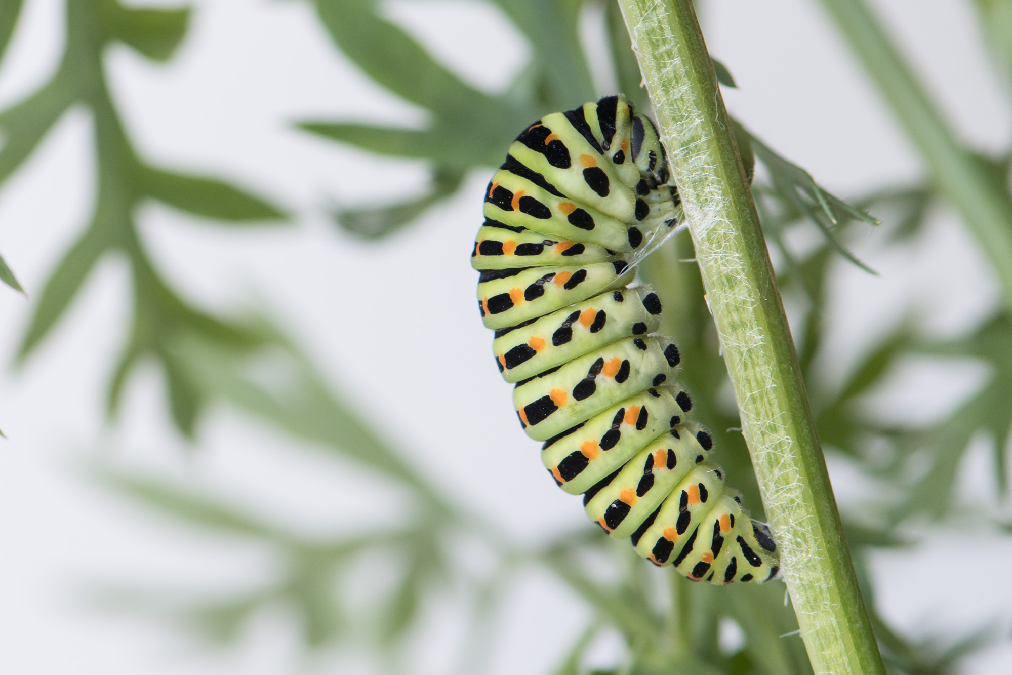 Chenille du Machaon
