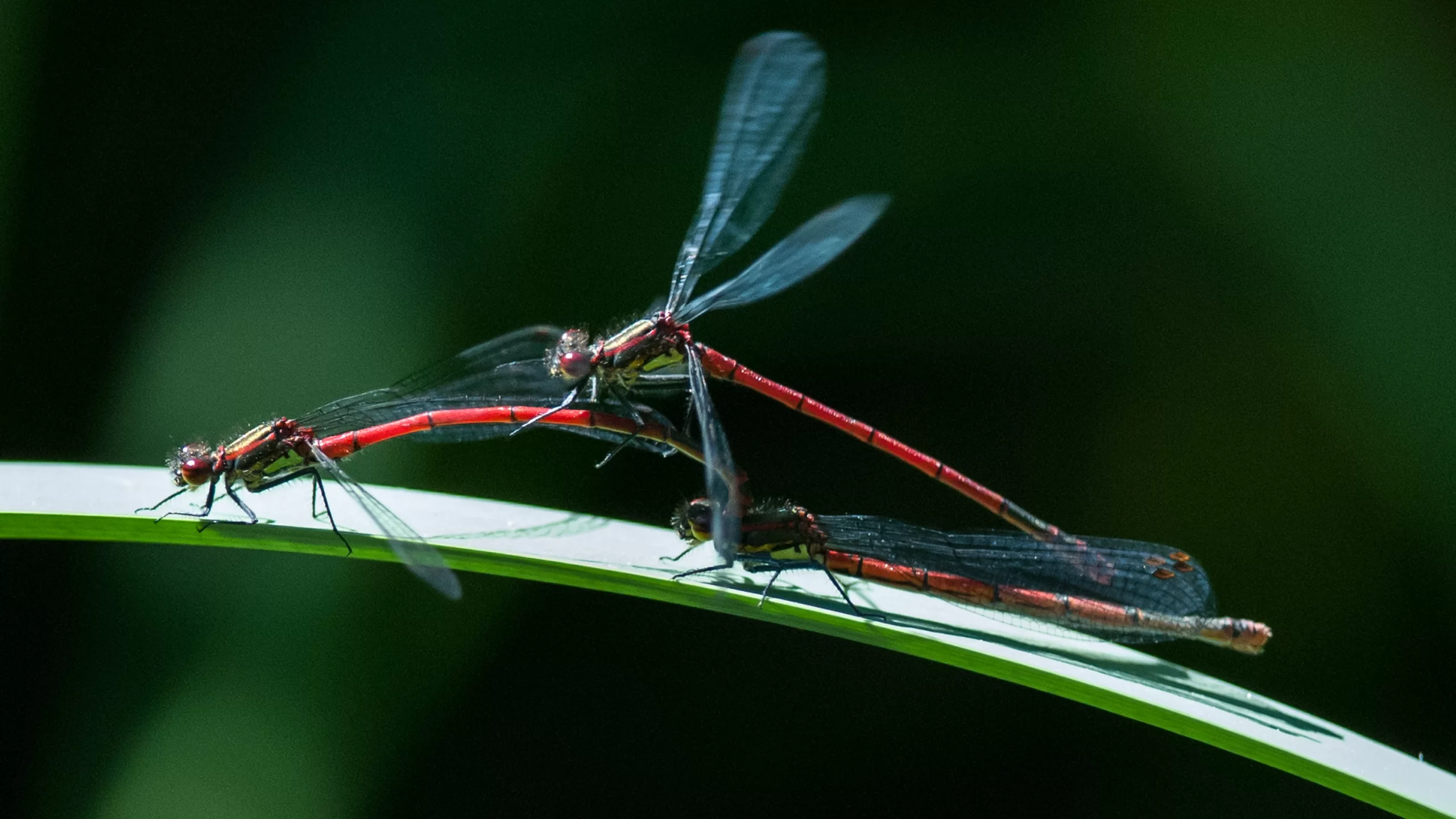 Trois petites nymphes au corps de feu sur une feuille