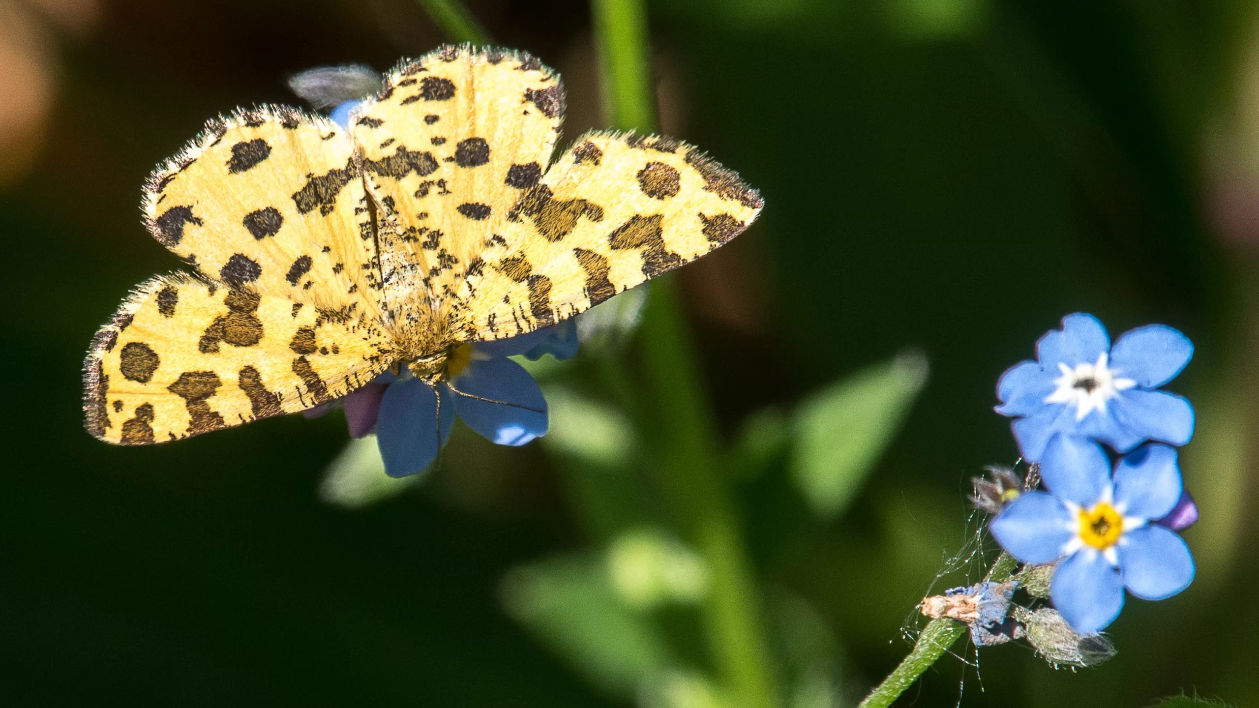 La Panthère : papillon nocturne