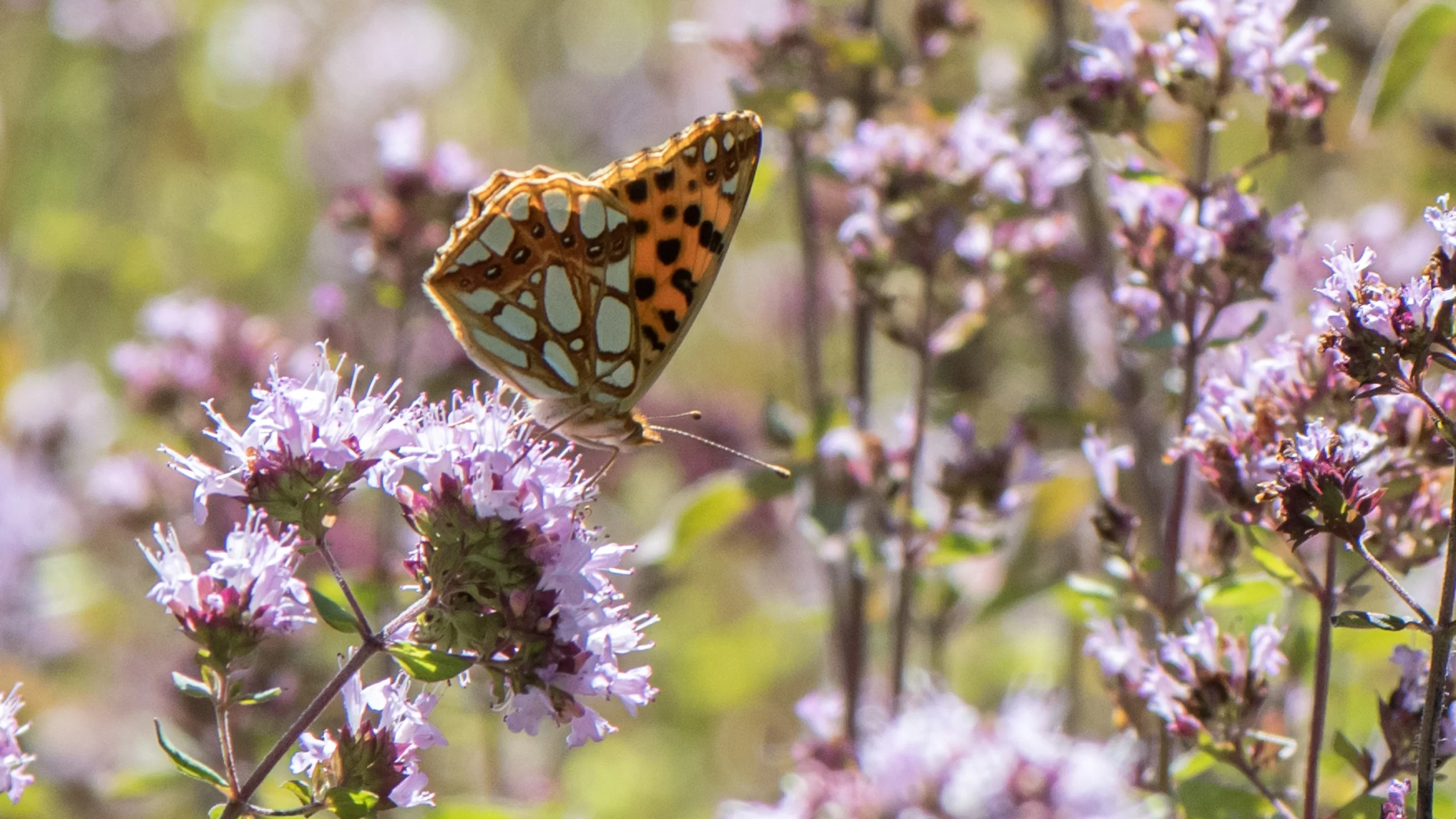 Papillon Petit Nacré sur l'origan