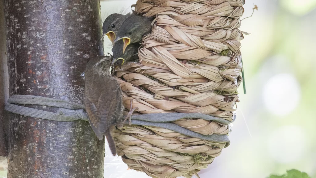 Troglodyte mignon nourrissant sa nichée