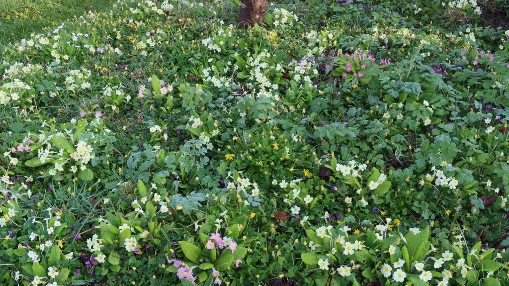 Tapis de violettes odorantes au jardin